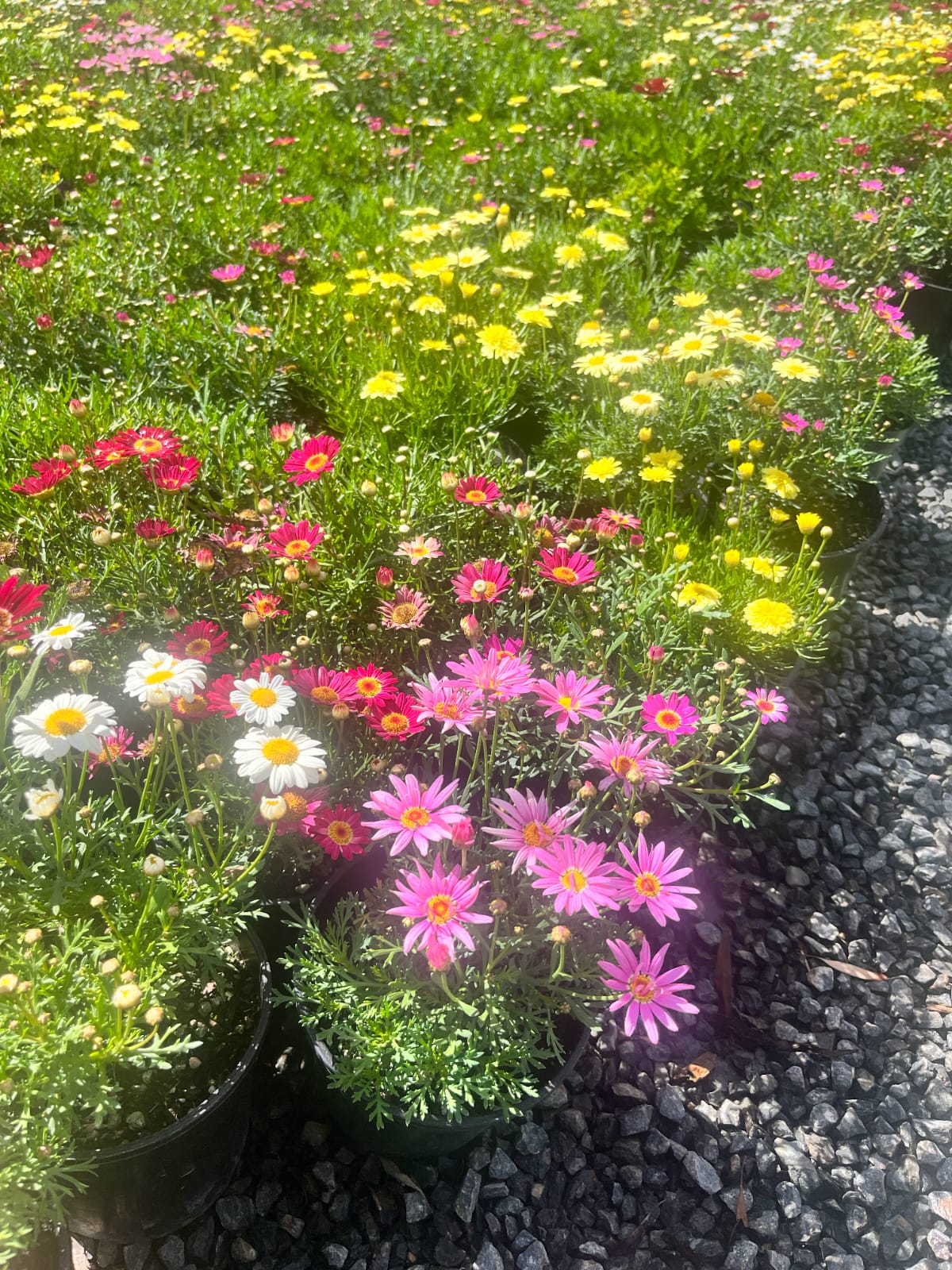 thecolourpotcompany (1)