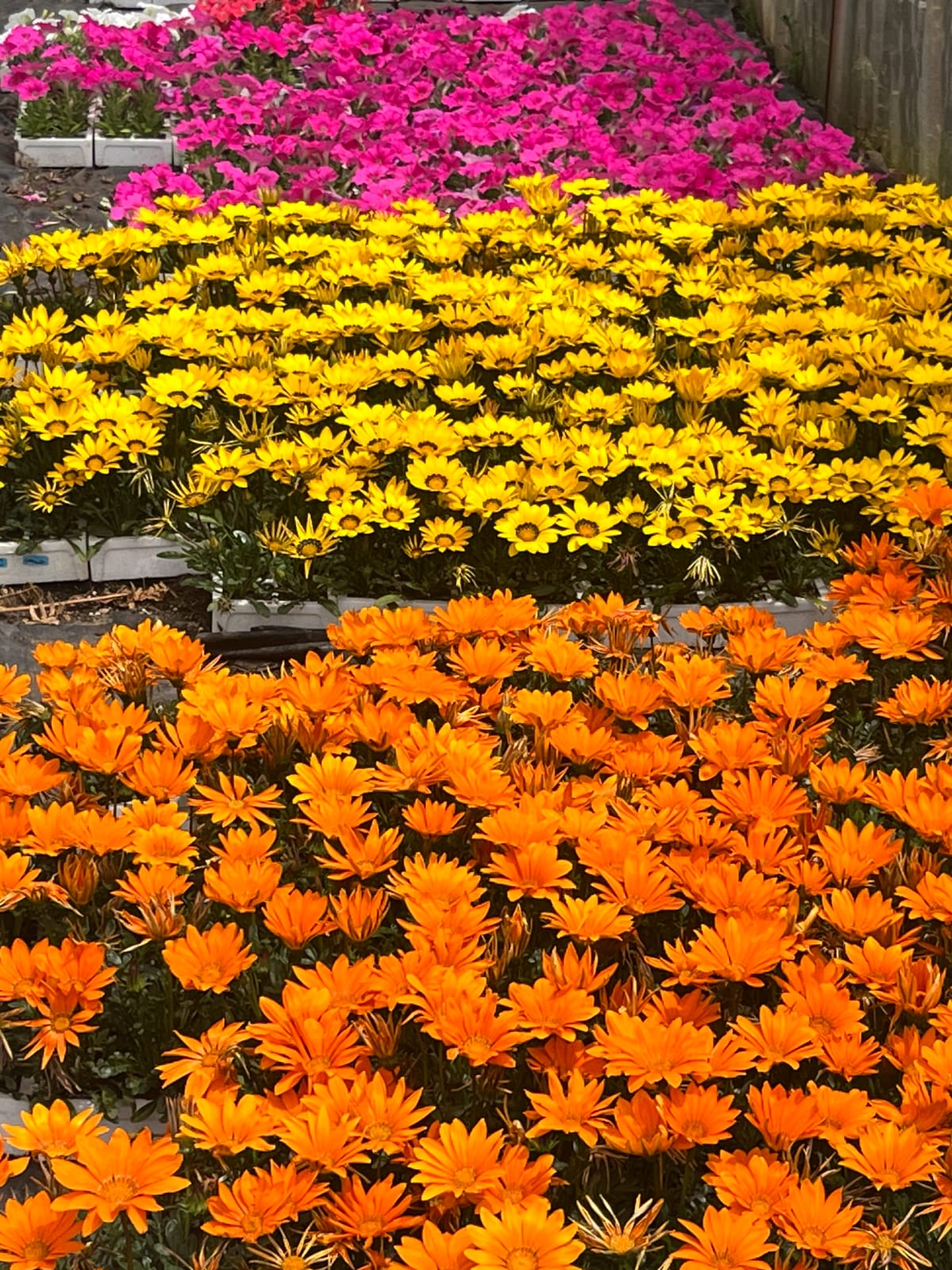 thecolourpotcompany (6)
